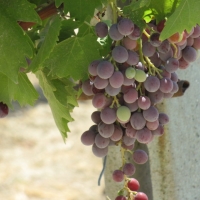 Grapes being grown for Chianti wine!